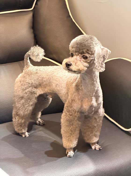 내안에너있DOG · 네이버 지도·플레이스 10