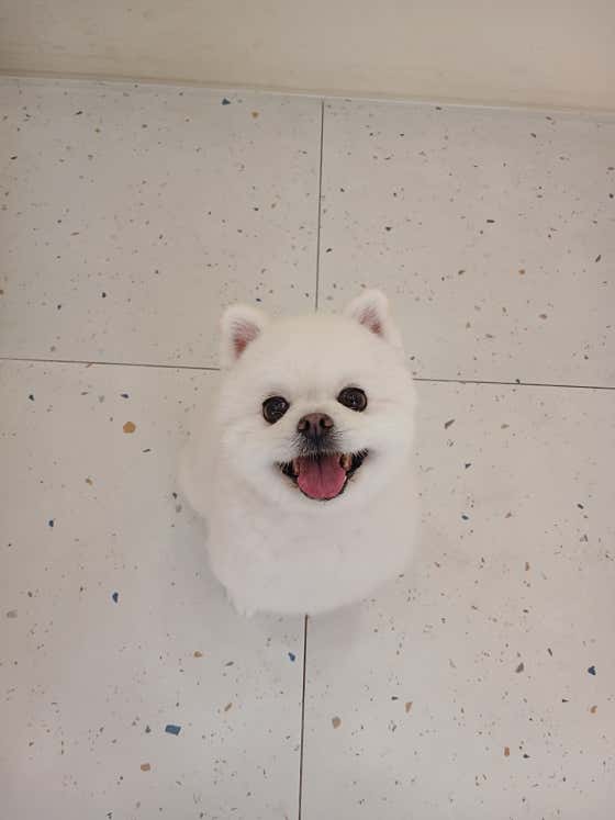 깔끔하개 · 네이버 지도·플레이스 3