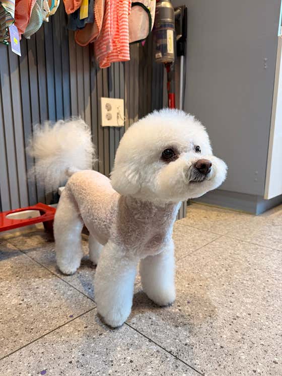 내안에너있DOG · 네이버 지도·플레이스 8