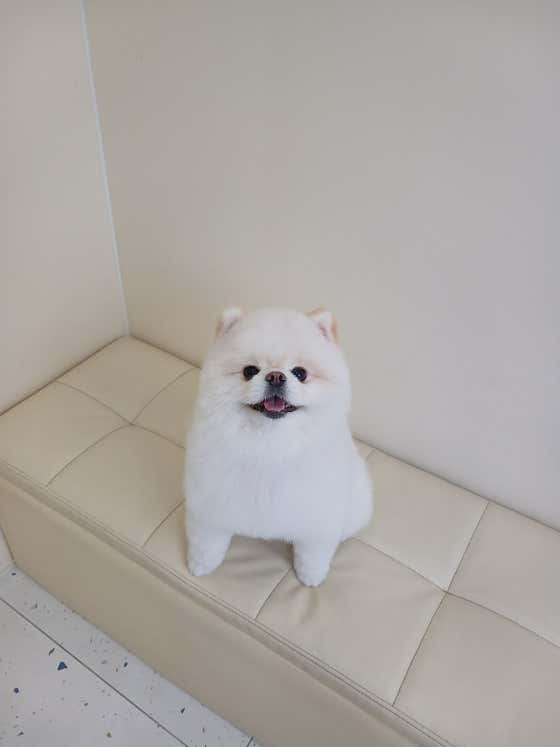 깔끔하개 · 네이버 지도·플레이스 4