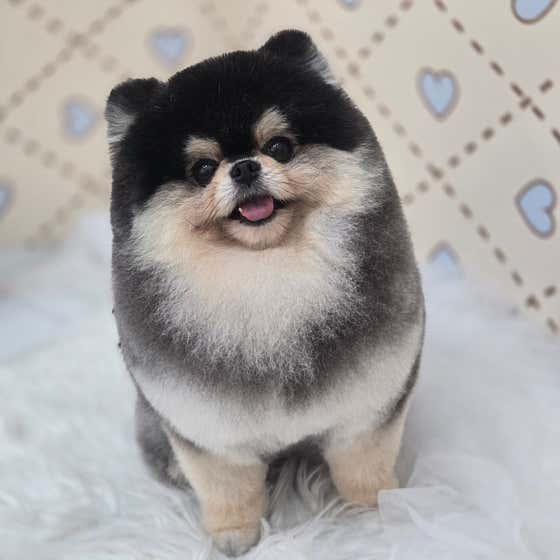라뽀독 애견미용실