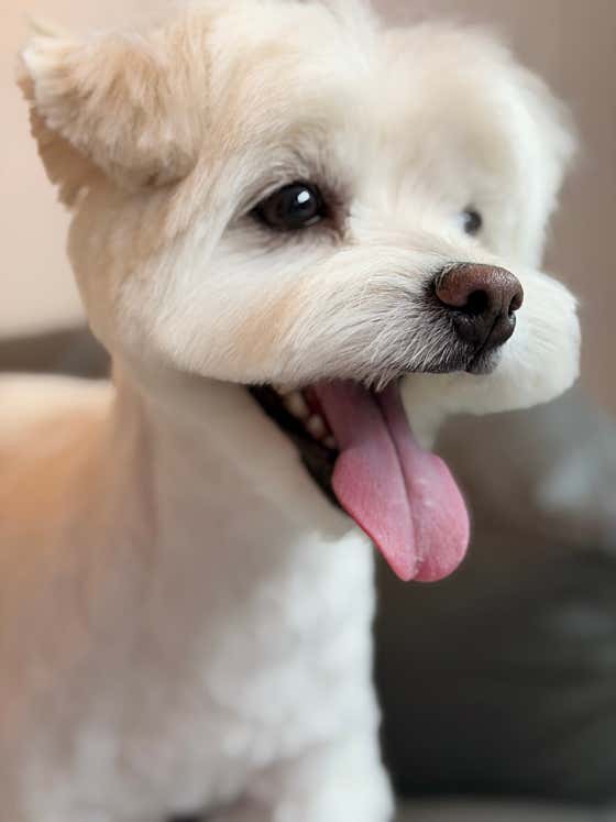 내안에너있DOG · 네이버 지도·플레이스 7