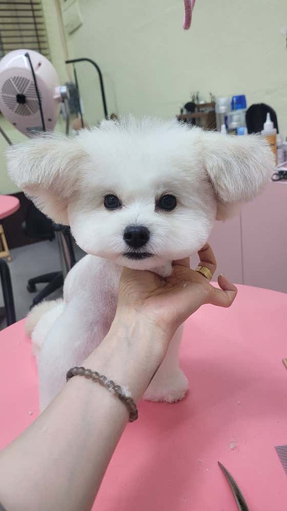 복슬 강아지미용실 · 네이버 지도·플레이스 4