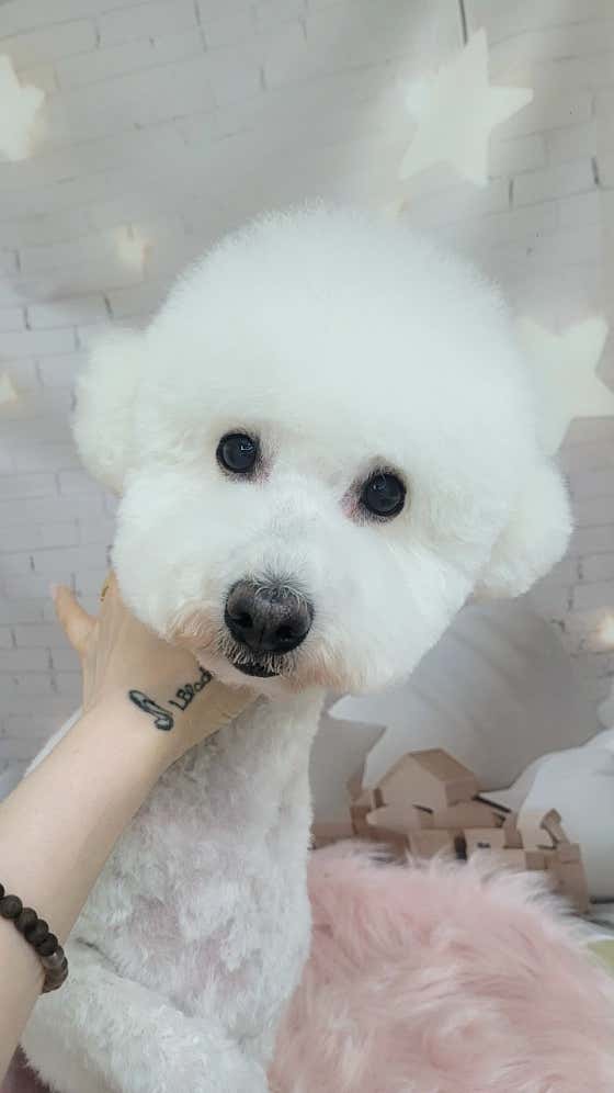 복슬 강아지미용실 · 네이버 지도·플레이스 5