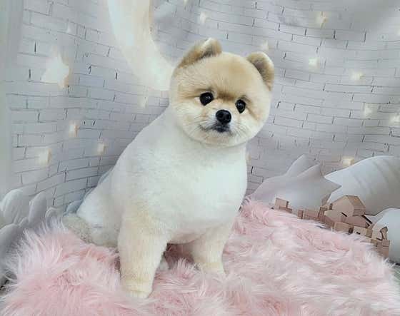 복슬 강아지미용실 · 네이버 지도·플레이스 2