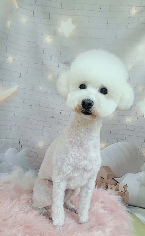 복슬 강아지미용실 · 네이버 지도·플레이스 6