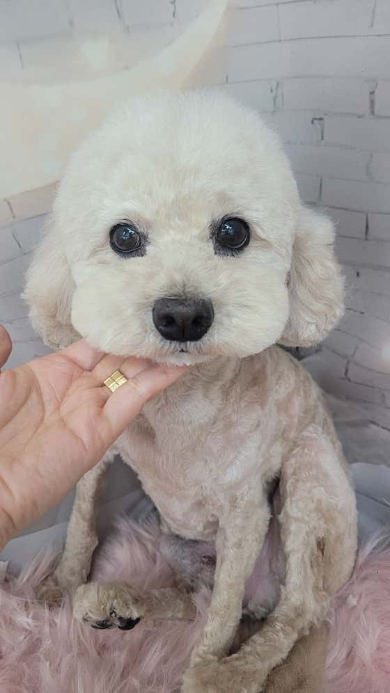 복슬 강아지미용실 · 네이버 지도·플레이스 7