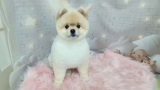 복슬 강아지미용실 · 네이버 지도·플레이스 3