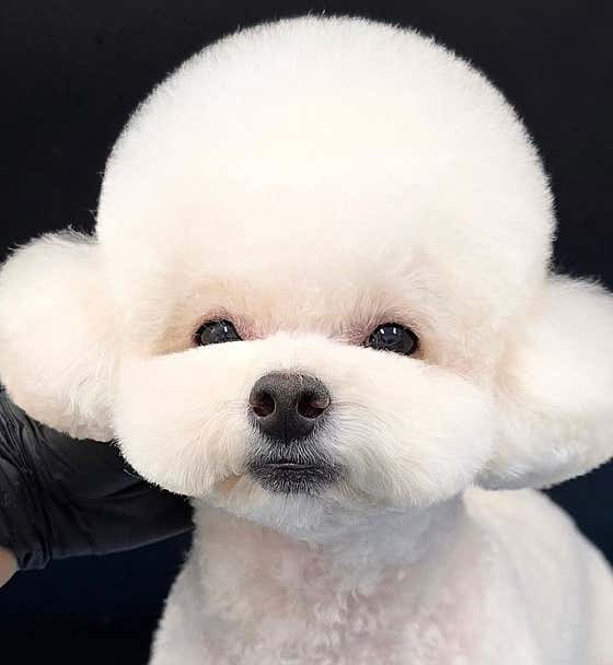 두부네 펫살롱 · 네이버 지도·플레이스 2