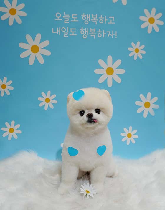 강아지놀이터 · 네이버 지도·플레이스 6