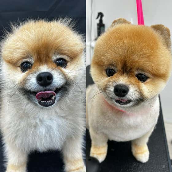 두부네 펫살롱 · 네이버 지도·플레이스 3