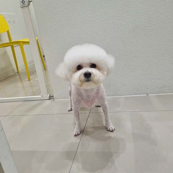 꼬순내 · 네이버 지도·플레이스 7