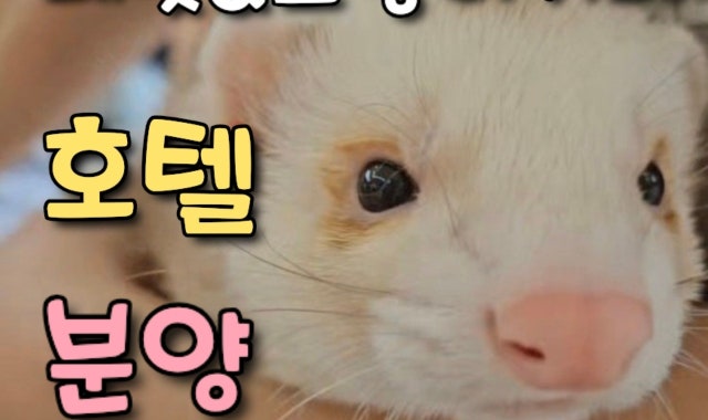 깡페냥 대표 사진