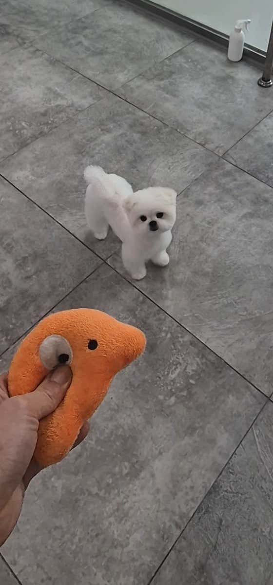 러블리펫미용실