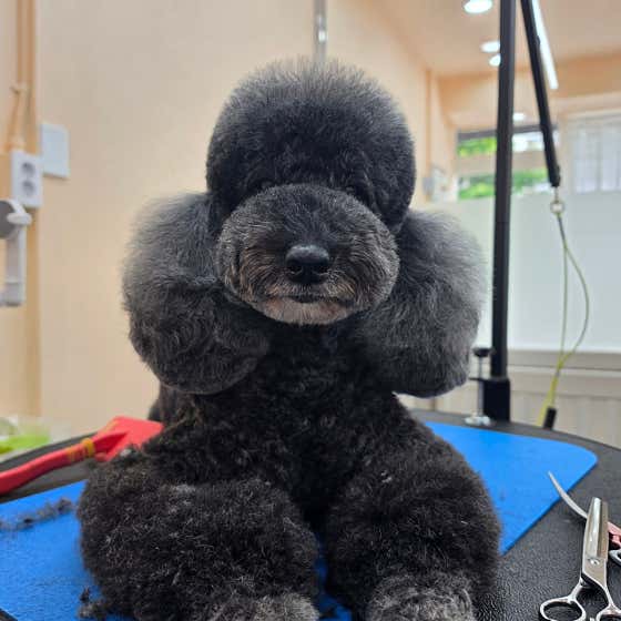 라라펫살롱