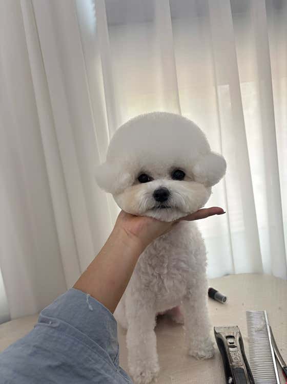우리집멍뭉 · 네이버 지도·플레이스 7