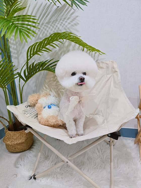 안녕꼬순내 · 네이버 지도·플레이스 2