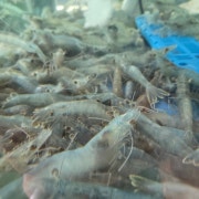 왕새우 1kg 메뉴 사진(네이버)