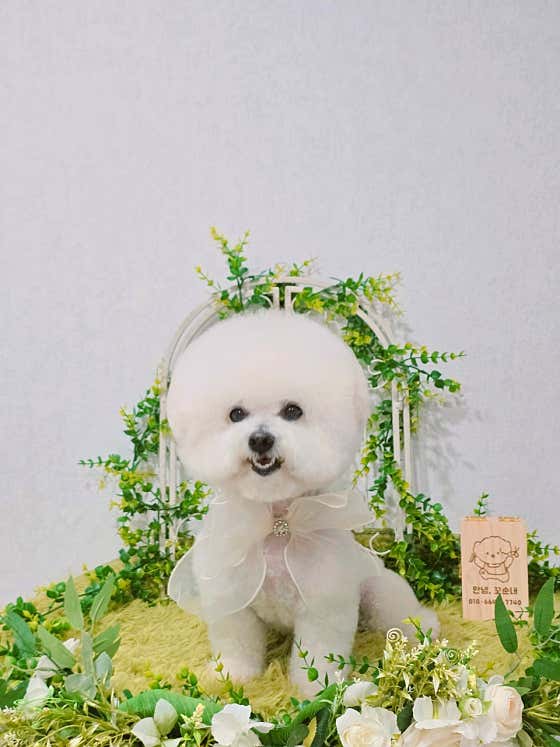 안녕꼬순내 · 네이버 지도·플레이스 3