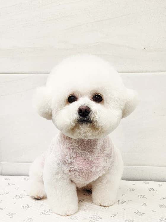 더사랑스럽개 · 네이버 지도·플레이스 7