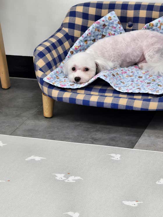 강아지미용실 · 네이버 지도·플레이스 5