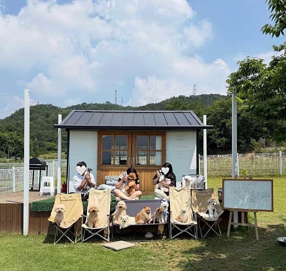 숲멍 애견유치원&호텔 · 네이버 지도·플레이스 4