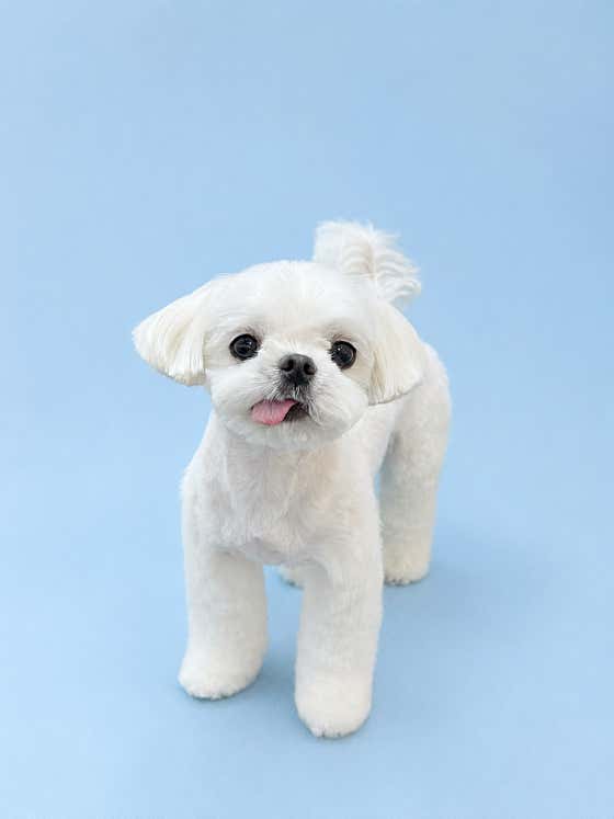 단추펫살롱 · 네이버 지도·플레이스 6