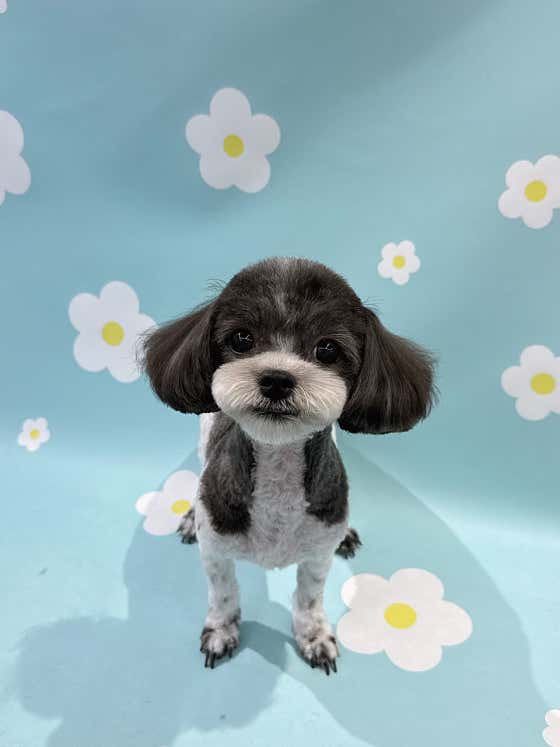 아띠아몽 애견미용&애견호텔 · 네이버 지도·플레이스 4