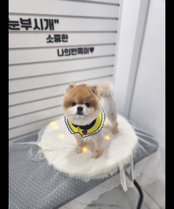 눈부시개 그루밍 · 네이버 지도·플레이스 9