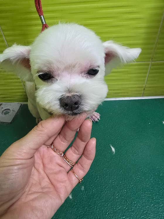 한솔애견미용실 · 네이버 지도·플레이스 6