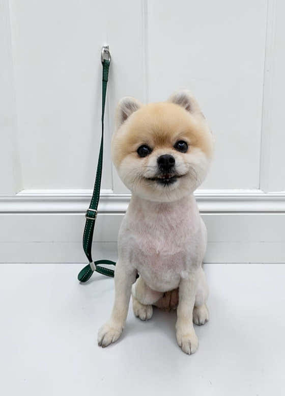 삼둥이네펫살롱 · 네이버 지도·플레이스 3