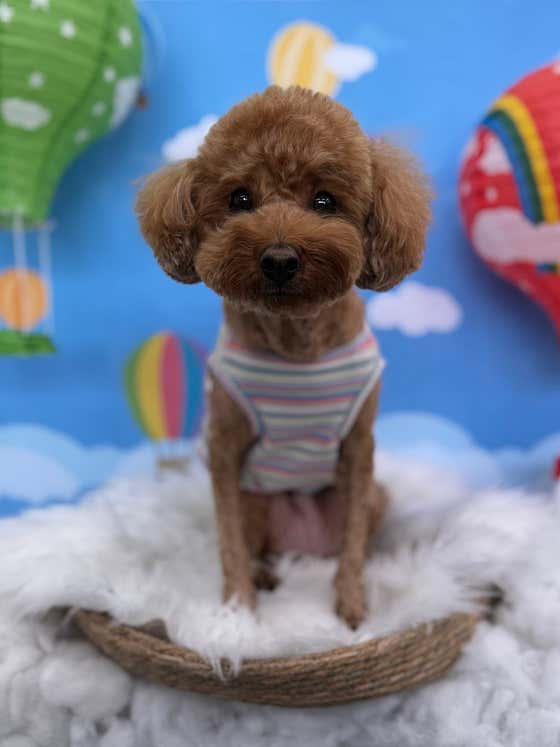 펫미반려견유치원