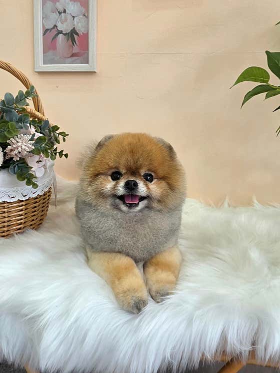 라라펫살롱 · 네이버 지도·플레이스 3