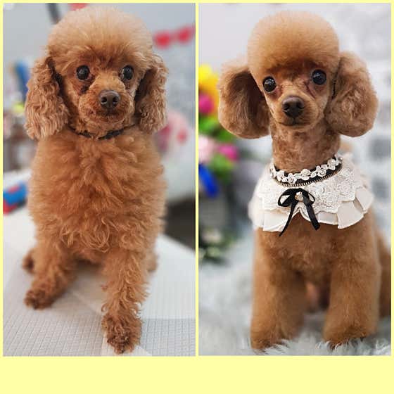 라라펫살롱 · 네이버 지도·플레이스 9