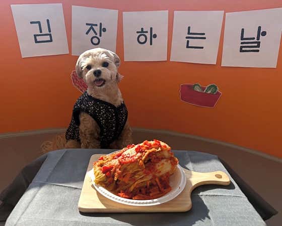 밤밤애견유치원&호텔링 · 네이버 지도·플레이스 8