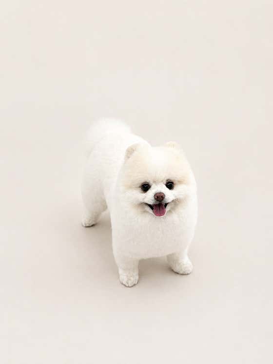 피카펫 · 네이버 지도·플레이스 8