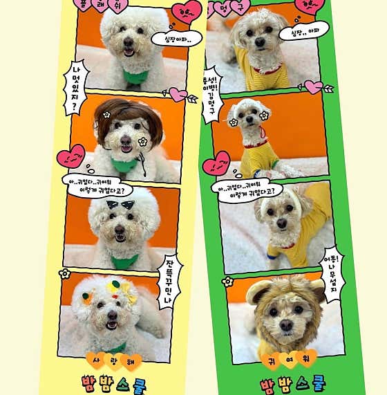 밤밤애견유치원&호텔링 · 네이버 지도·플레이스 6