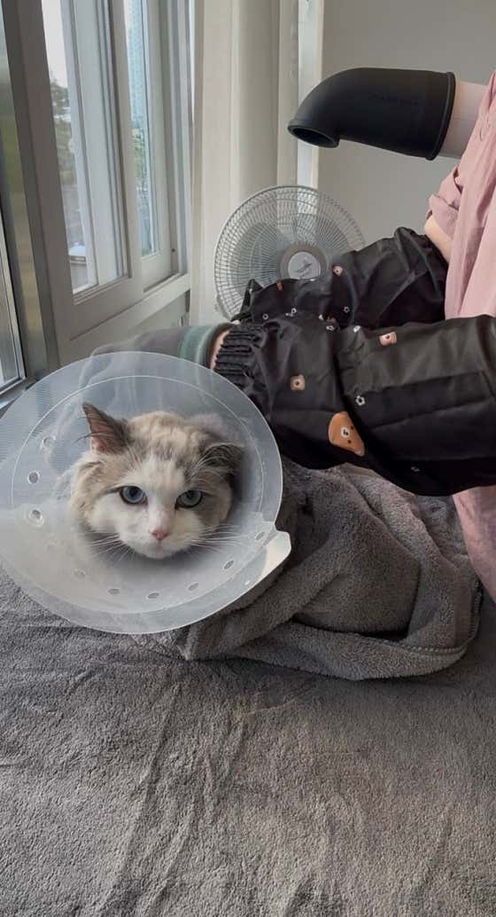레아룸