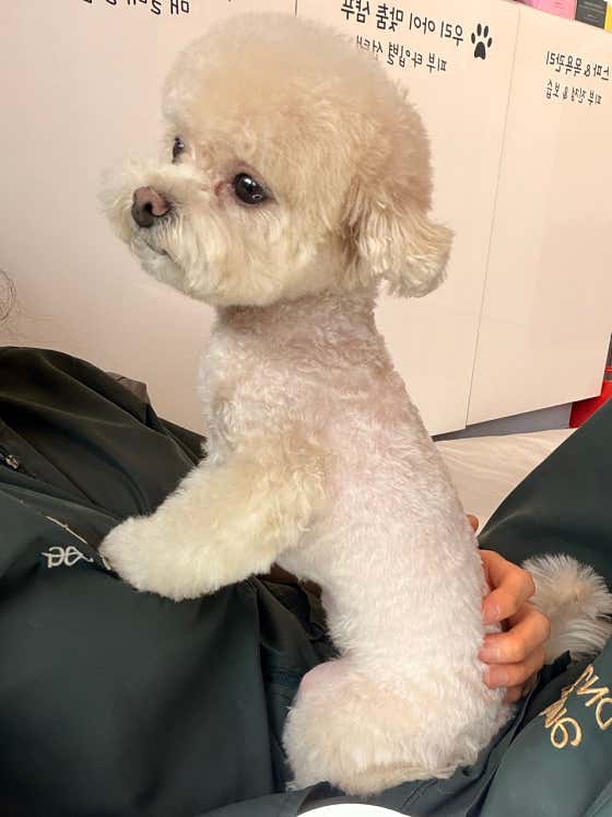 내안에너있DOG · 네이버 지도·플레이스 3