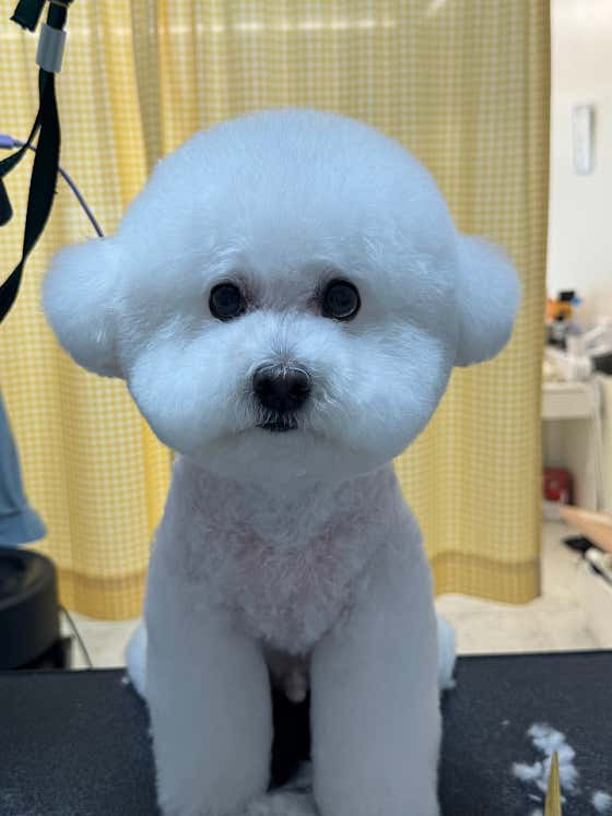 몽드몽 애견미용실 · 네이버 지도·플레이스 8