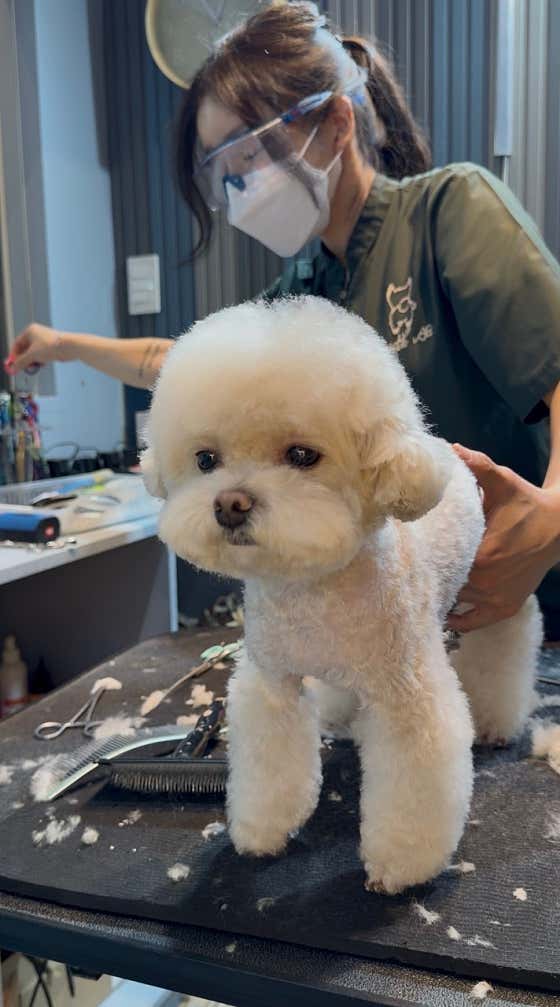 내안에너있DOG · 네이버 지도·플레이스 2