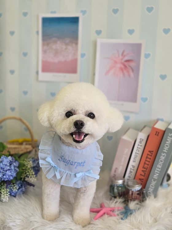 슈가펫살롱 · 네이버 지도·플레이스 9