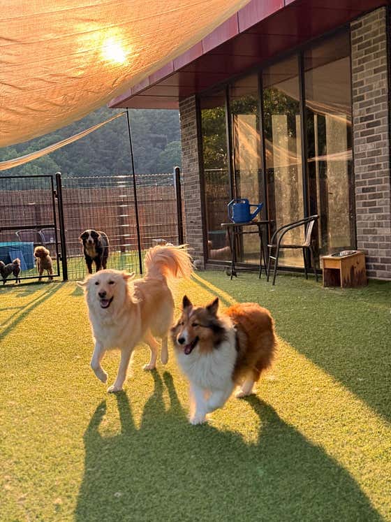 펫스칼라 애견호텔&유치원