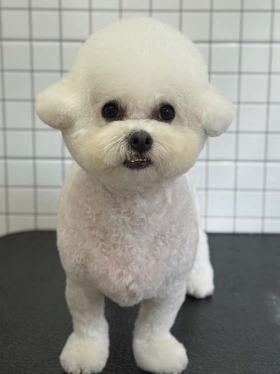 댕댕댕 멍묭실 · 네이버 지도·플레이스 3