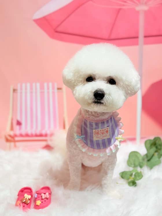 마요펫뷰티 · 네이버 지도·플레이스 5