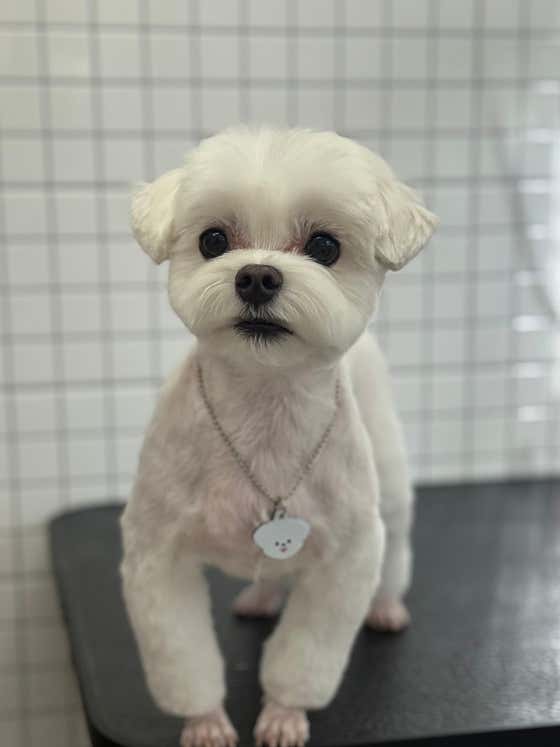댕댕댕 멍묭실 · 네이버 지도·플레이스 5