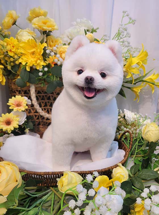 루시앙펫살롱 · 네이버 지도·플레이스 9