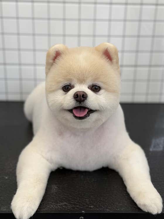 댕댕댕 멍묭실 · 네이버 지도·플레이스 6