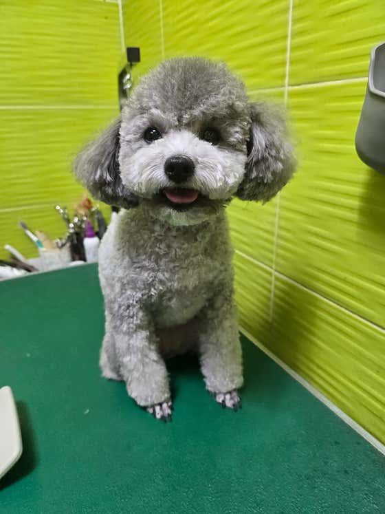 한솔애견미용실 · 네이버 지도·플레이스 2