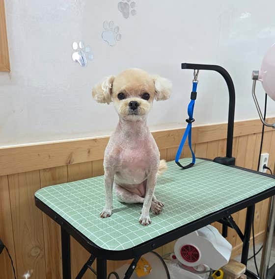 멍멍1길 23 · 네이버 지도·플레이스 10